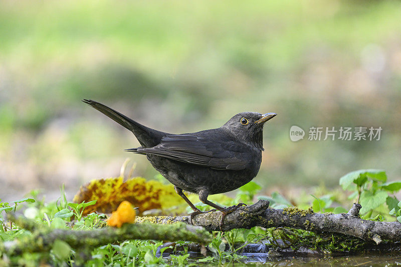 黑鸟（Turdus merula）